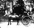 Horse and Carriage 1890's